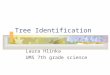 Tree Identification Laura Hlinka UMS 7th grade science