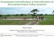Sustainable Intensification & Diversification of Rice-based Inland Valley Systems Paul Kiepe Regional Representative for East and Southern Africa Africa