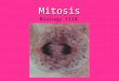 Mitosis Biology 1114. Definitions Asexual ReproductionInterphase AstersKaryotype Cell PlateKinetochore CentriolesMeiosis CentromereMetaphase ChromatidMitosis