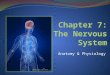 Anatomy & Physiology. Functions of the Nervous System Nervous System manages body via electrical impulses Sensory input—gathering information Monitor
