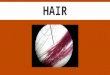 HAIR. WHY USE HAIR IN FORENSICS?  Hair can easily be left at the crime scene.  It can adhere to clothes, carpets, and be transferred to other surfaces