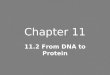 Chapter 11 11.2 From DNA to Protein. DNA can make RNA RNA = Ribonucleic Acid RNA –Single strand that helps build protein