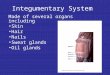 Integumentary System Made of several organs including Skin Hair Nails Sweat glands Oil glands