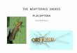 THE NEOPTEROUS ORDERS PLECOPTERA (stoneflies). From the phylogenetic tree: Endopterygota = Coleopteroids + Strepsiptera + Lepidopteroids + Dipteroids