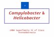 Campylobacter & Helicobacter rRNA Superfamily VI of Class Proteobacteria D