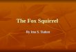 The Fox Squirrel By Ima S. Tudent. The Fox Squirrel’s Diet Nuts: Hickory nuts, mulberry nuts, acorns, walnuts and hawthorne seeds Nuts: Hickory nuts,