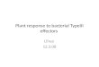 Plant response to bacterial TypeIII effectors Lihua 12.3.08