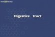 Digestive tract Digestive tract. ---Digestive system: Digestive tract Digestive tract Digestive gland Digestive gland This system is responsible for the
