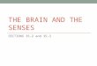 THE BRAIN AND THE SENSES SECTIONS 35-2 and 35-3. What were the divisions of the nervous system? Central Nervous System a. Brain and Spinal Cord b. Interprets