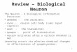 1 Review â€“ Biological Neuron The Neuron - A Biological Information Processor dentrites - the receivers soma - neuron cell body (sums input signals) axon