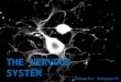 THE NERVOUS SYSTEM Schaefer Hedgepeth. Divisions of the Nervous System Central Nervous System Peripheral Nervous System Somatic Nervous System Autonomic