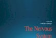 The Nervous System. Nervous system Structure The Neuron