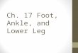 Ch. 17 Foot, Ankle, and Lower Leg. Objectives Describe the anatomy of the foot and ankle. Cite primary extrinsic and intrinsic muscles of the lower leg