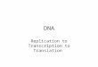 DNA Replication to Transcription to Translation. DNA Replication Replication : DNA in the chromosomes is copied in the nucleus. DNA molecule is unzipped