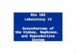 1 Bio 102 Laboratory 13 GrossAnatomy of the Kidney, Nephrons, and Reproductive System