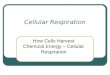 Cellular Respiration How Cells Harvest Chemical Energy – Cellular Respiration