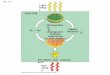 Fig. 9-2 Light energy ECOSYSTEM Photosynthesis in chloroplasts CO 2 + H 2 O Cellular respiration in mitochondria Organic molecules + O 2 ATP powers most