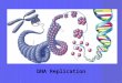 DNAReplication DNA Replication. Before We Begin – Let’s Review Take out your DNA Structure Worksheet –Let’s grade it!!! 1.What is the full name of DNA?
