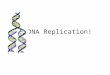 DNA Replication!. Do Now When do cells replicate? What enzymes are involved? How many can you name? How do the cells replicate?Explain
