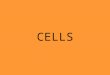 CELLS 1. LIFE IS CELLULAR OBJECTIVES: 7.1 Explain what the cell theory is. Describe how researchers explore the living cell. Distinguish between eukaryotes
