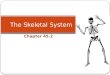 Chapter 45.2 The Skeletal System. The Human Skeleton Has approximately 206 bones! Functions: Gives Shape and Support Protection Moves Muscles Forms Blood