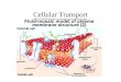 Cellular Transport. Cell membrane is selectively permeable Factors that affect permeability: –Size –Polarity –Presence or Absence or Protein Channels