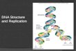 DNA Structure and Replication. Outline ï‚‍ DNA Structure Nitrogenous Bases Nucleotides ï‚‍ DNA Replication Semi Conservative Enzymes