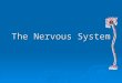 The Nervous System. Neurons: Basic Unit of the Nervous System  The basic unit of structure and function in the nervous system is the neuron, or nerve
