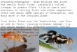 Drosophila melanogaster – dark-bellied dew-lover - not really fruit flies, originally called vinegar or pomace flies. Live on yeast and bacteria in rotting
