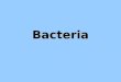 Bacteria. Bacterial Video Video Bacterial Kingdoms 1.Archaebacteria   Called “Ancient” bacteria  Live in harsh environments- volcanic vents, hot springs,