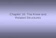Chapter 16: The Knee and Related Structures. Complex joint that endures great amounts of trauma due to extreme amounts of stress that are regularly applied