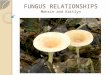 FUN GUS RELATIONSHIPS Mohsin and Kaitlyn. Mycorrhizae Structures formed by roots of plants and hyphae of fungi Help with absorption Symbiotic relationship: