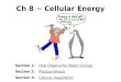 Ch 8 ~ Cellular Energy Section 1: How Organisms Obtain Energy Section 2: Photosynthesis Section 3: Cellular Respiration