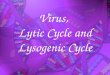 1 Virus, Lytic Cycle and Lysogenic Cycle. 2 Are Viruses Living or Non-living? Viruses are non living They have some properties of life but not others