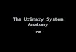 The Urinary System Anatomy 15b. Quick Review What is the function of the kidney? What does the nephron do? Describe how urine is formed