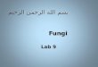 بسم الله الرحمن الرحيم Fungi Fungi Lab 9 Fungi Fungi Lab 9