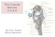 The Cranial Nerves 2,3,4,6 By Prof. Saeed Abuel Makarem