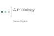 A.P. Biology Sense Organs. Sensory Reception Type of Sensory Receptor Mechanoreceptor Thermoreceptor Pain Receptor Chemoreceptor Photoreceptor Stimulus