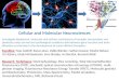 Investigate biophysical, molecular and cellular mechanisms of synaptic transmission and plasticity under normal and pathological conditions-link between