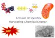 Cellular Respiration Harvesting Chemical Energy ATP