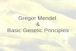 Gregor Mendel & Basic Genetic Principles. Who is Gregor Mendel? Austrian Monk that experimented with pea plants. He discovered the basic principles of