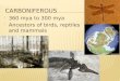 360 mya to 300 mya  Ancestors of birds, reptiles and mammals