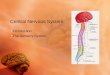 Central Nervous System Introduction The Sensory System
