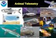 Animal Telemetry Photo: PNNL. Building a Marine Life Observing System: Tracking Animals Should be A Part of IOOS TAGGING OF PACIFIC PELAGICS Leveraging