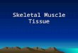 Skeletal Muscle Tissue. Skeletal Muscle Tissue Arrangement Myofibrils â€“ contractile elements of muscle tissue