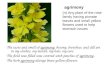 Agrimony The taste and smell of agrimony, betony, feverfew, and dill are in my clothes, my mouth, my hair, my ears. The field was filled was covered with