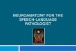 NEUROANATOMY FOR THE SPEECH-LANGUAGE PATHOLOGIST