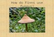 How do Finns use fungus?. Fungus are really useful organisms Fungus are being used for many different purposes – Edible mushrooms – Coloring – Drugs