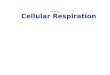 Cellular Respiration ……. Nearly all the cells in our body break down sugars to provide the energy to make ATP Most cells of most organisms obtain energy