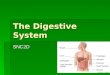 The Digestive System SNC2D. The Digestive Tract The digestive system consists of the digestive tract, a series of hollow organs which may be thought of